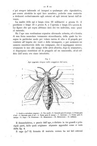 L' apicoltura razionale risorta in Italia