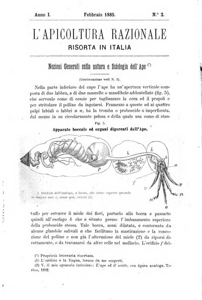 L' apicoltura razionale risorta in Italia