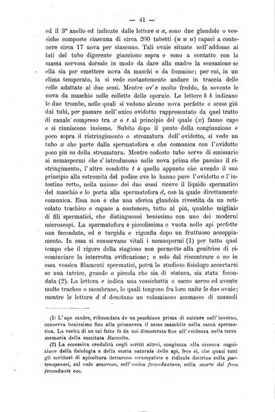 L' apicoltura razionale risorta in Italia