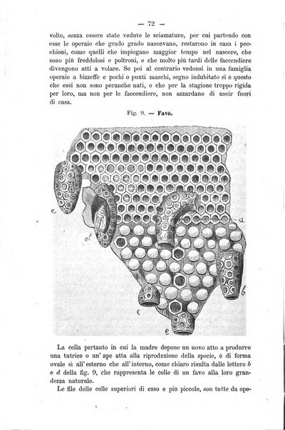 L' apicoltura razionale risorta in Italia