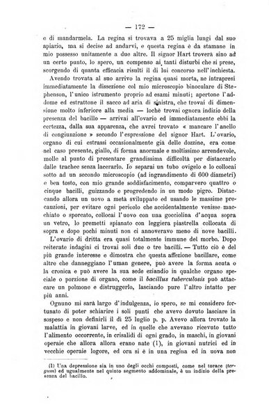 L' apicoltura razionale risorta in Italia