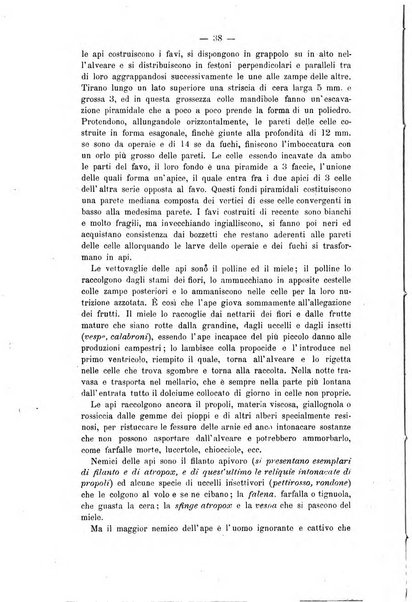 L' apicoltura razionale risorta in Italia