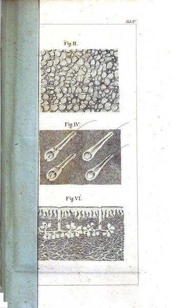 Archiv fur Anatomie, Physiologie und wissenschaftliche medizin