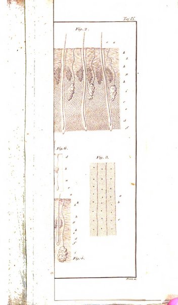 Archiv fur Anatomie, Physiologie und wissenschaftliche medizin