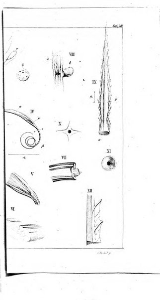 Archiv fur Anatomie, Physiologie und wissenschaftliche medizin