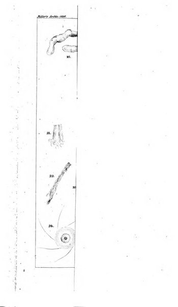 Archiv fur Anatomie, Physiologie und wissenschaftliche medizin