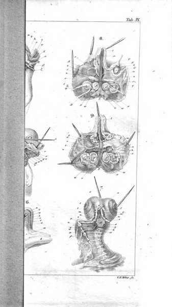 Archiv fur Anatomie, Physiologie und wissenschaftliche medizin