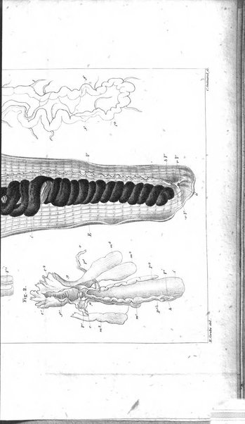 Archiv fur Anatomie, Physiologie und wissenschaftliche medizin