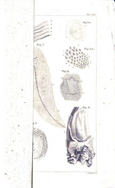 Archiv fur Anatomie, Physiologie und wissenschaftliche medizin