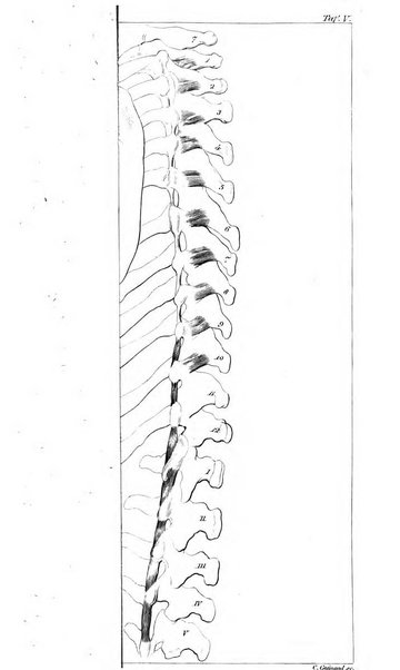 Archiv fur Anatomie, Physiologie und wissenschaftliche medizin