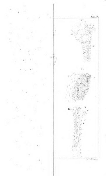 Archiv fur Anatomie, Physiologie und wissenschaftliche medizin