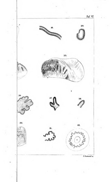 Archiv fur Anatomie, Physiologie und wissenschaftliche medizin