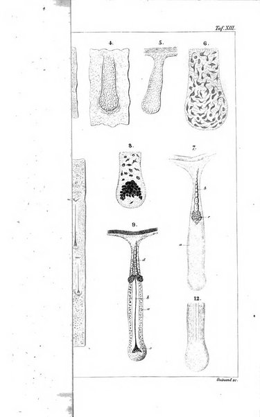 Archiv fur Anatomie, Physiologie und wissenschaftliche medizin