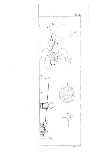 Archiv fur Anatomie, Physiologie und wissenschaftliche medizin