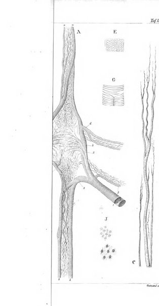 Archiv fur Anatomie, Physiologie und wissenschaftliche medizin