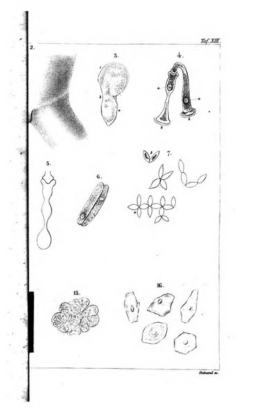 Archiv fur Anatomie, Physiologie und wissenschaftliche medizin