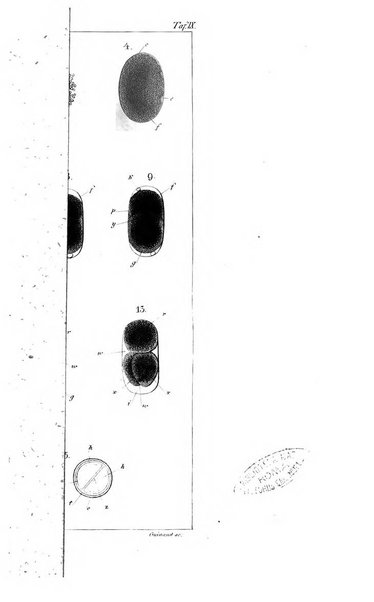 Archiv fur Anatomie, Physiologie und wissenschaftliche medizin