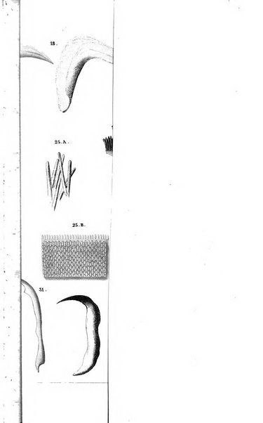 Archiv fur Anatomie, Physiologie und wissenschaftliche medizin