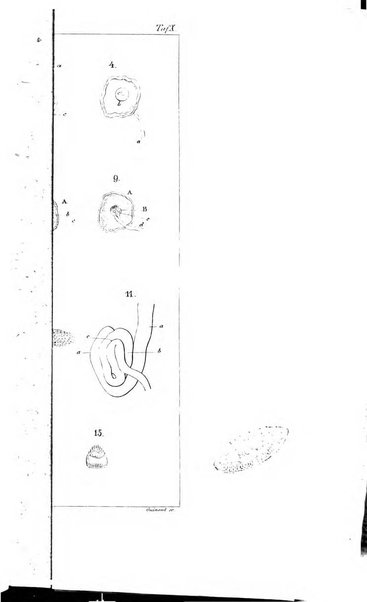 Archiv fur Anatomie, Physiologie und wissenschaftliche medizin