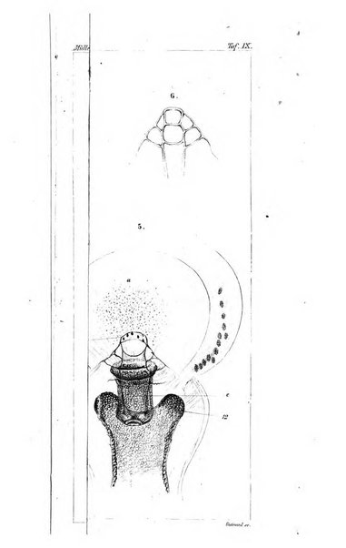 Archiv fur Anatomie, Physiologie und wissenschaftliche medizin