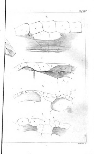 Archiv fur Anatomie, Physiologie und wissenschaftliche medizin