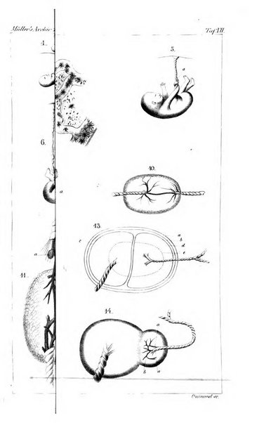 Archiv fur Anatomie, Physiologie und wissenschaftliche medizin