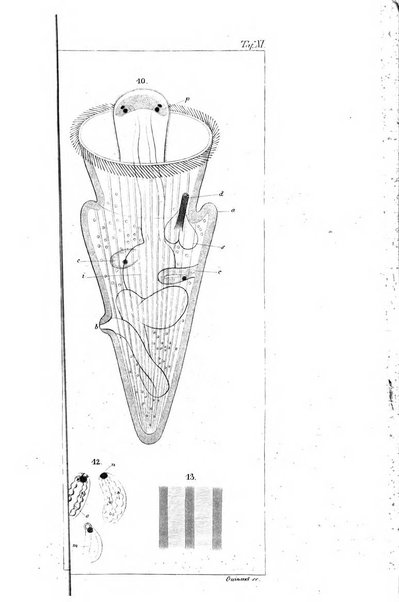 Archiv fur Anatomie, Physiologie und wissenschaftliche medizin