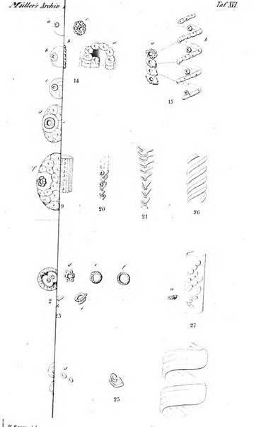 Archiv fur Anatomie, Physiologie und wissenschaftliche medizin