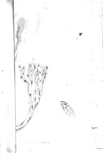 Archiv fur Anatomie, Physiologie und wissenschaftliche medizin