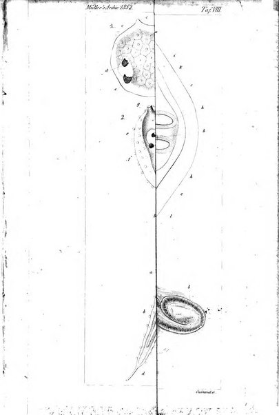 Archiv fur Anatomie, Physiologie und wissenschaftliche medizin