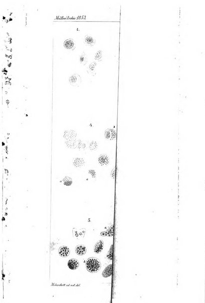 Archiv fur Anatomie, Physiologie und wissenschaftliche medizin