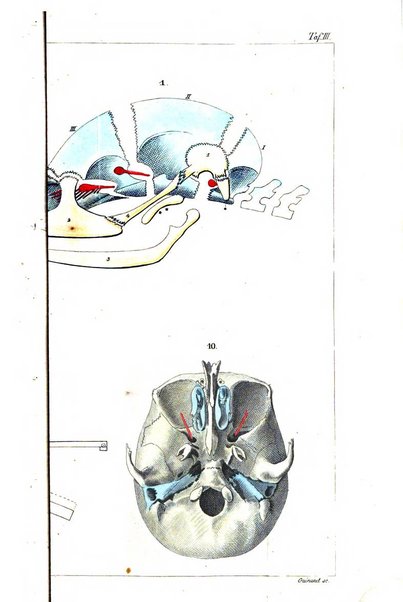 Archiv fur Anatomie, Physiologie und wissenschaftliche medizin