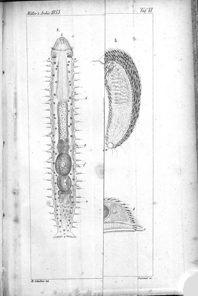 Archiv fur Anatomie, Physiologie und wissenschaftliche medizin