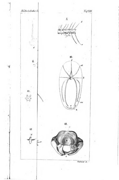 Archiv fur Anatomie, Physiologie und wissenschaftliche medizin