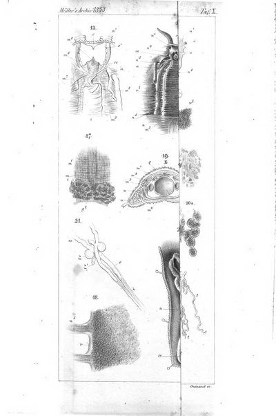 Archiv fur Anatomie, Physiologie und wissenschaftliche medizin