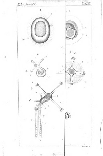 Archiv fur Anatomie, Physiologie und wissenschaftliche medizin