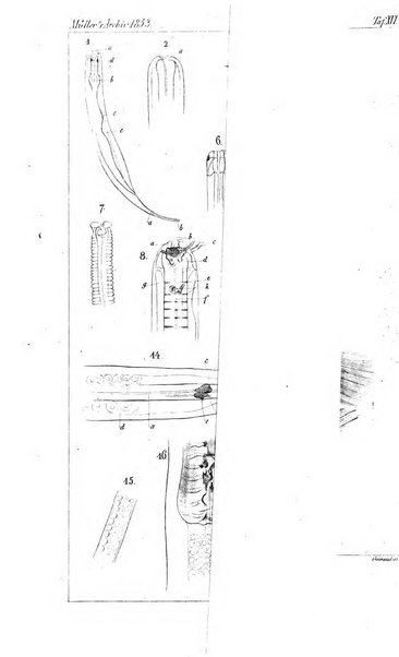 Archiv fur Anatomie, Physiologie und wissenschaftliche medizin