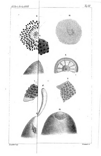 Archiv fur Anatomie, Physiologie und wissenschaftliche medizin