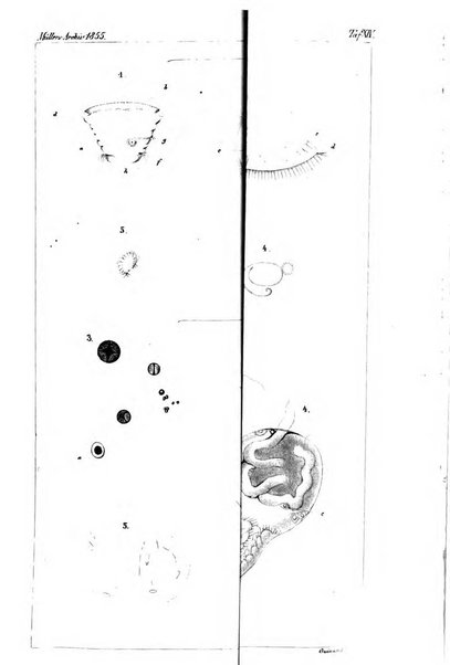 Archiv fur Anatomie, Physiologie und wissenschaftliche medizin