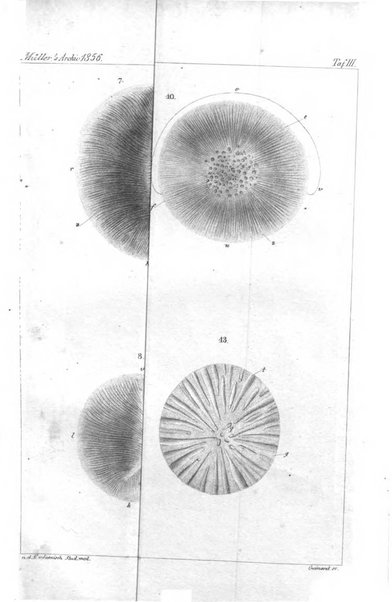 Archiv fur Anatomie, Physiologie und wissenschaftliche medizin