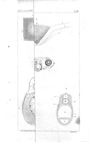 Archiv fur Anatomie, Physiologie und wissenschaftliche medizin