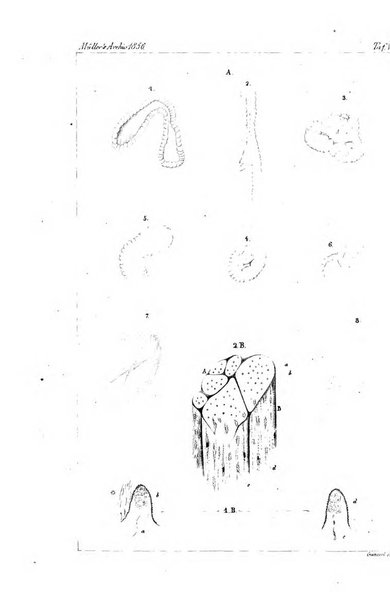 Archiv fur Anatomie, Physiologie und wissenschaftliche medizin