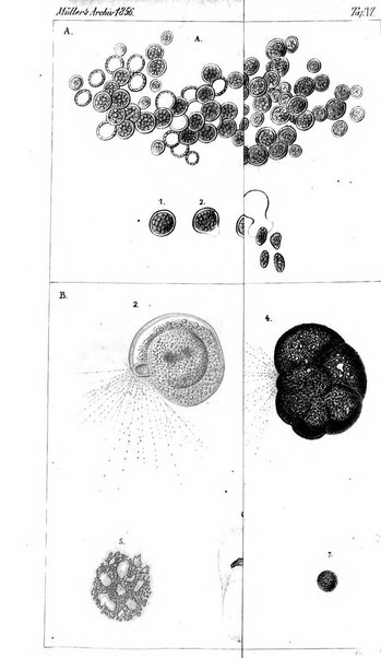 Archiv fur Anatomie, Physiologie und wissenschaftliche medizin