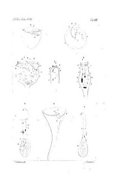 Archiv fur Anatomie, Physiologie und wissenschaftliche medizin