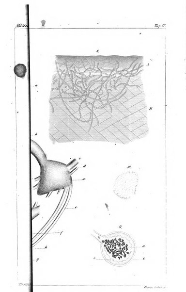 Archiv fur Anatomie, Physiologie und wissenschaftliche medizin