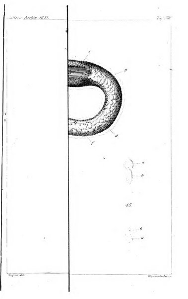 Archiv fur Anatomie, Physiologie und wissenschaftliche medizin