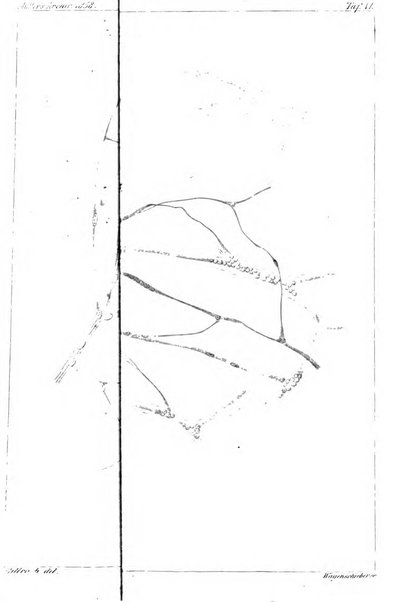 Archiv fur Anatomie, Physiologie und wissenschaftliche medizin