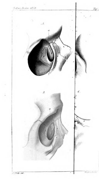 Archiv fur Anatomie, Physiologie und wissenschaftliche medizin