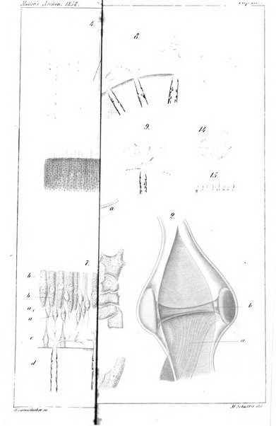 Archiv fur Anatomie, Physiologie und wissenschaftliche medizin