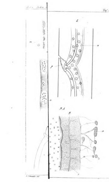 Archiv fur Anatomie, Physiologie und wissenschaftliche medizin